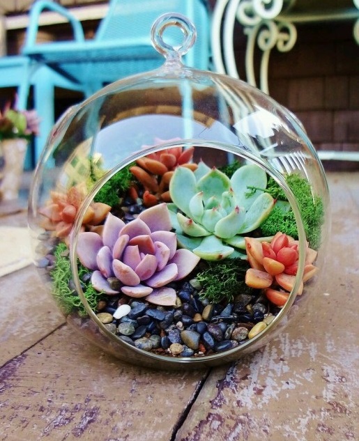 Terrariums 